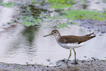 Green sandpiper or Tringa ochropus