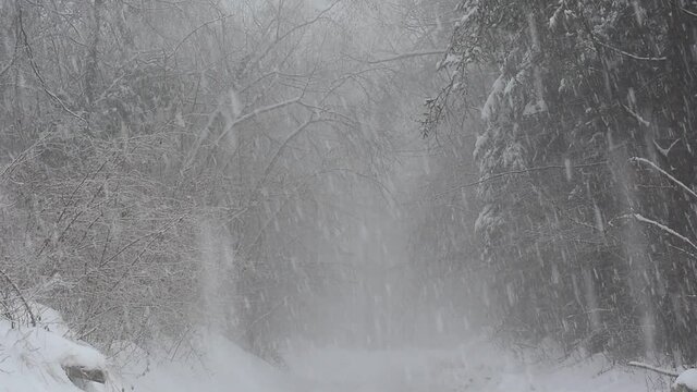 a big snowstorm in the forest
