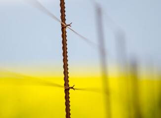 Fields of canola