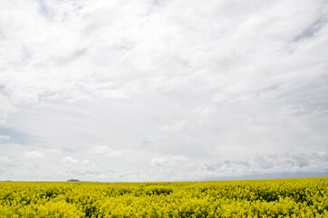 Fields of canola