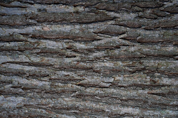bark of a oak tree, close up, perfect for background. horizontal. Front view.