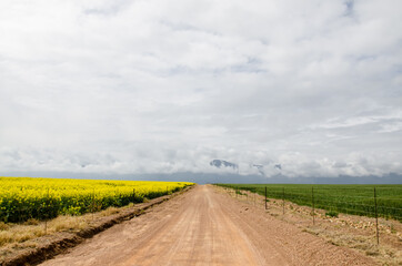 Fields of canola