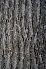 bark of a oak tree, close up, perfect for background. vertical. Front view.