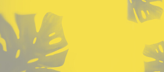 Obraz premium Grey shadow of monstera on yellow trend background color of the year 2021