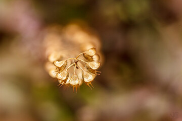 closeup of dried flowers of Holy Basil - macro photography 