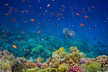 Obraz na płótnie Canvas Photo of a coral colony, Red Sea, Egypt