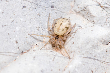 Oecobius sp. spider posed on a rock under the sun