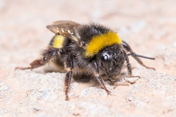 Bombus terrestris bumblebee walking on a concrete wall