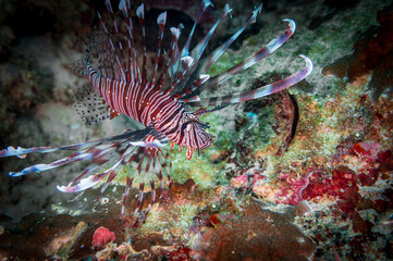 Fototapeta na wymiar Red lionfish (Pterois volitans) or zebrafish is a venomous coral reef fish near Anilao, Philippines. Underwater photography and travel.