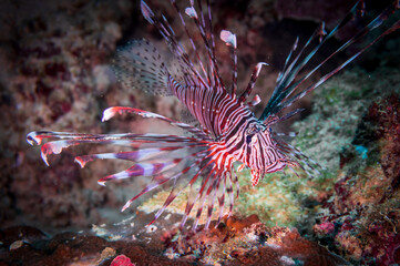 Naklejka na ściany i meble Red lionfish (Pterois volitans) or zebrafish is a venomous coral reef fish near Anilao, Philippines. Underwater photography and travel.