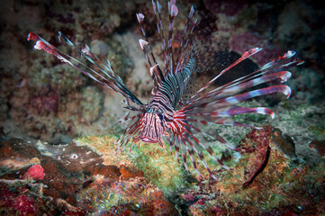 Red lionfish (Pterois volitans) or zebrafish is a venomous coral reef fish near Anilao, Philippines.  Underwater photography and travel.