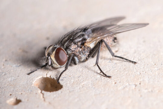 Fly covered in phoretic mites rests in a concrete wall