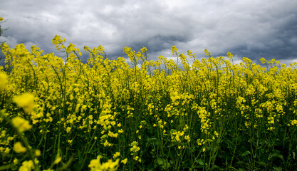 Obraz premium field of canola