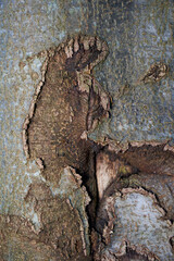 bark texture from beech tree, close up, perfect for background. Front view.
