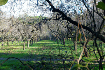 Parque Quinta de los Molinos, Madrid