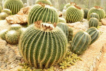 Golden Barrel Cactus, Echinocactus Grusonii Plant.

