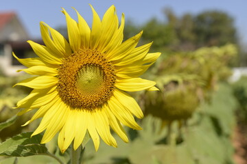 Obraz premium Close-up Sunflower in the morning, Yellow natural background.