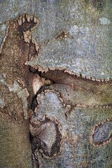 bark texture from beech tree, close up, perfect for background.