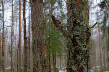 Obraz premium Tree trunk with broken branch in winter snowy forest