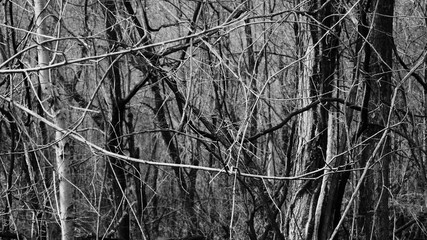 Black and white photos of dense woods with tree and branches