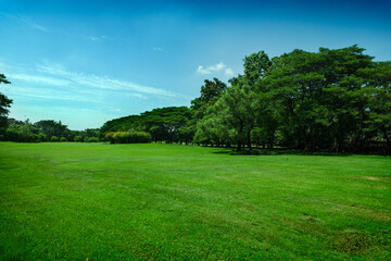 beautiful green grass at park