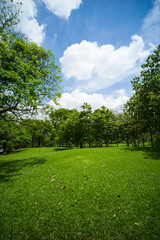 beautiful green grass at park