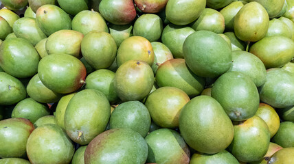 many mangoes background of lot of green pile of fresh mango fruits