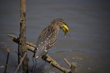 Spoke mouth, mouth ridge, black head and body below the brown with a scratched pattern. But larger than the upper body with white fur pattern.