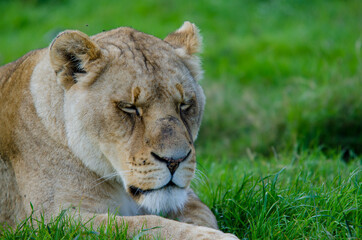 Fototapeta premium Lioness