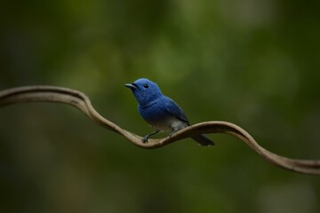 Dark blue wide mouth The occiput has a short crest, set to be a ridge. The top is black, the head of the chest, upper body and tail are dark blue.