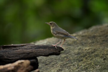 Females or birds that are not yet adults are brown mole. With faint scales on the neck and chest The male is not yet an adult male and the female has a blue tail.