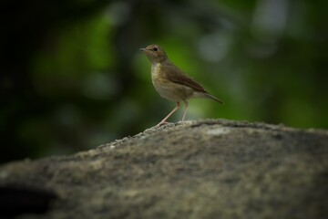Females or birds that are not yet adults are brown mole. With faint scales on the neck and chest The male is not yet an adult male and the female has a blue tail.