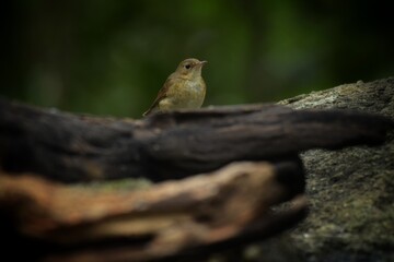 Females or birds that are not yet adults are brown mole. With faint scales on the neck and chest...