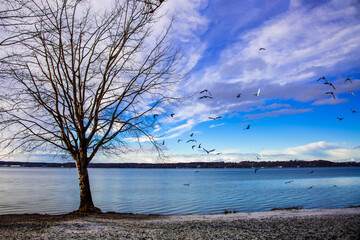 Swam of birds around a tree on a winter day