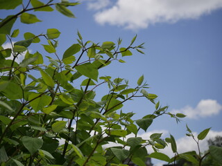 Obraz premium Bush with green leaves against afternoon blue sky with white and gray clouds in mid afternoon day time light