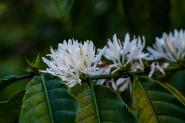 coffee flower on coffee tree