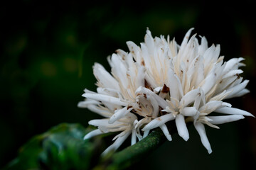 coffee flower on coffee tree