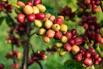 close up of coffee cherries 