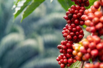 close up of coffee cherries 