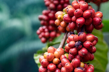 close up of coffee cherries 