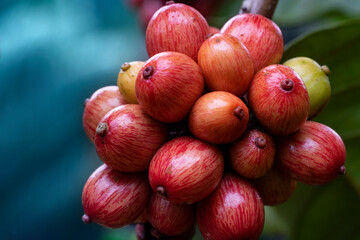close up of coffee cherries 