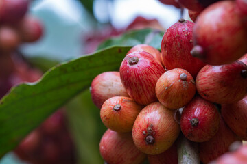 close up of coffee cherries 