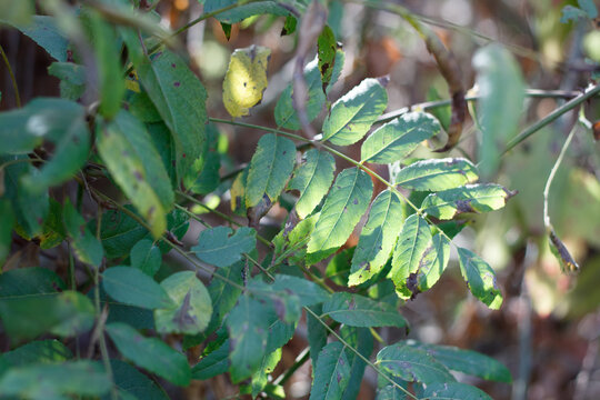 Green Pinnately Compound Lanceolate Leaves Of Southern Black Walnut, Juglans Californica, Juglandaceae, Native Monoecious Arborescent Shrub In Ballona Freshwater Marsh, South California Coast, Autumn.