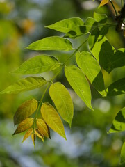 Fototapeta na wymiar Close up telephoto of green leaves against and foliage blurred background.