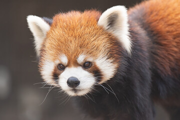 可愛いレッサーパンダ