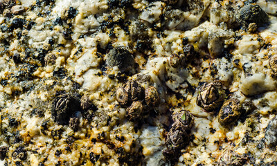 close up of a rock