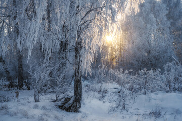 winter forest in the fog. severe frost and all branches and grass were covered with frost. The rays of the rising sun make their way through the branches