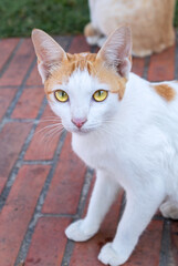Portrait of Thai cat.