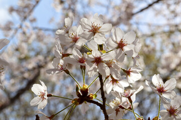 Cherry blossoms in full bloom and blue sky