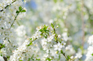 Closeup of small white flowers on a branch, blurry light background